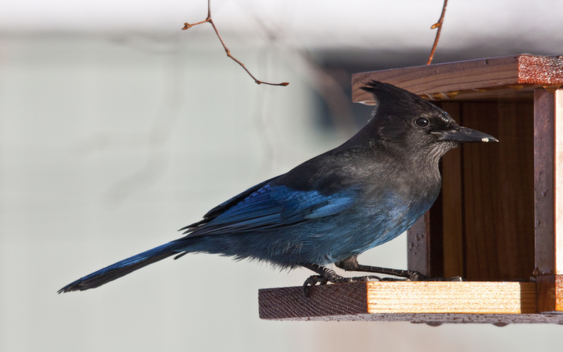 Bird Feeder Bird Feeder