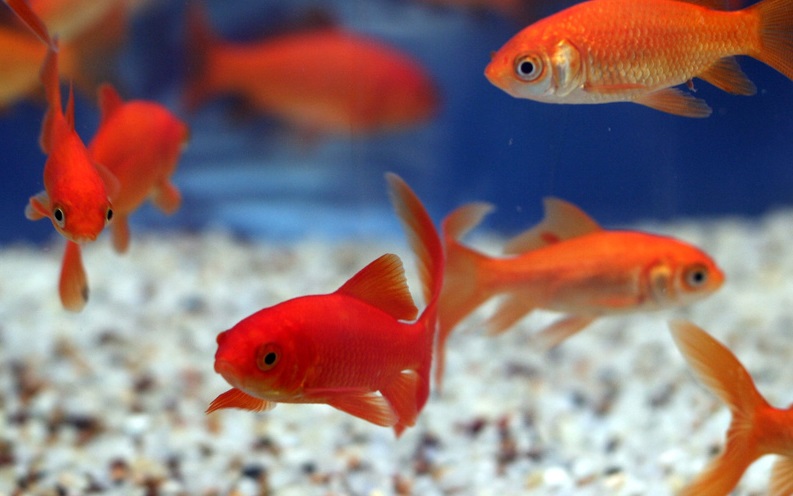 plentyoffish