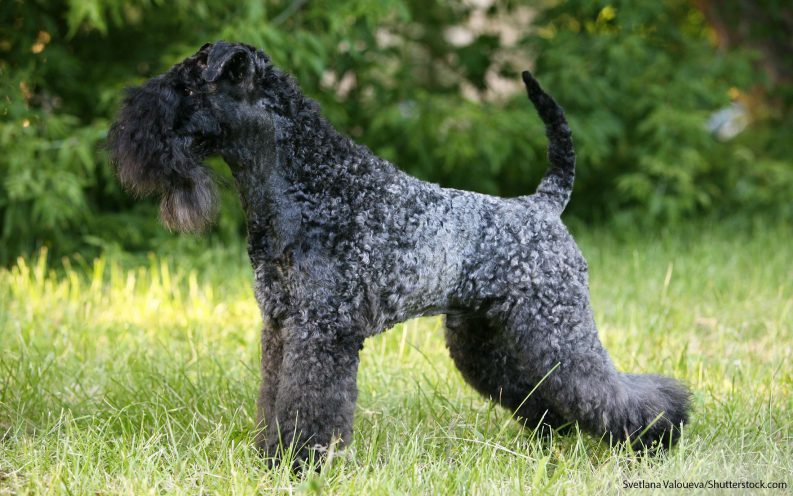 bedlington terrier cost