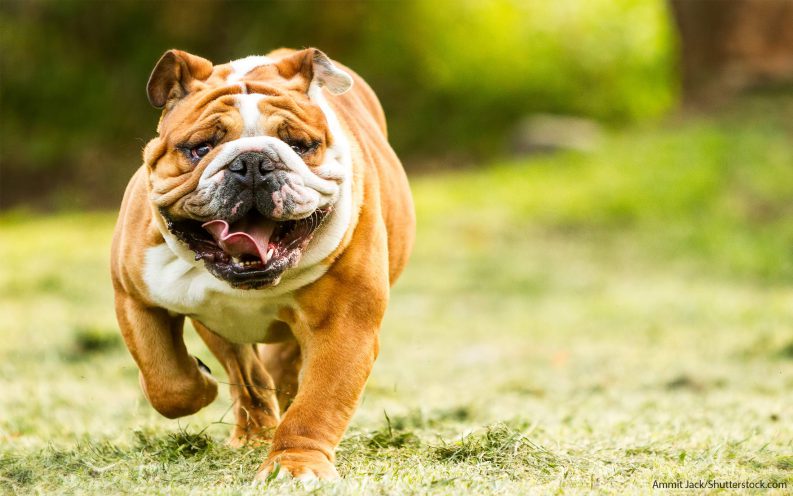 The 30 most expensive dog breeds to own — VIDEO | Las Vegas Review-Journal