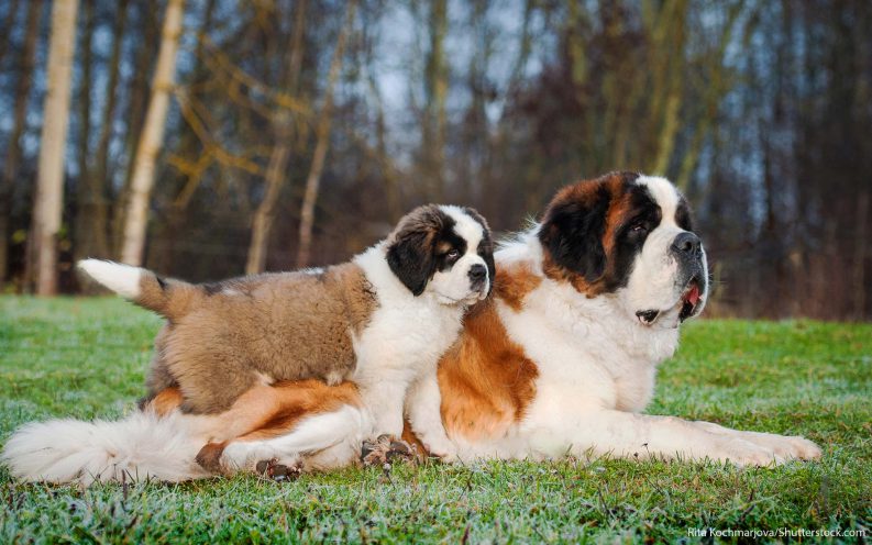The 30 most expensive dog breeds to own 