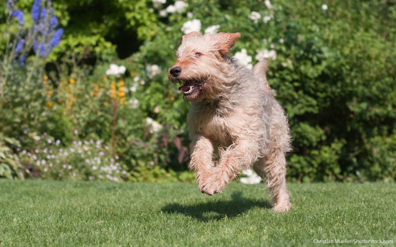 What Are The Least Expensive Dog Breeds What Are The Least Expensive Dog Breeds