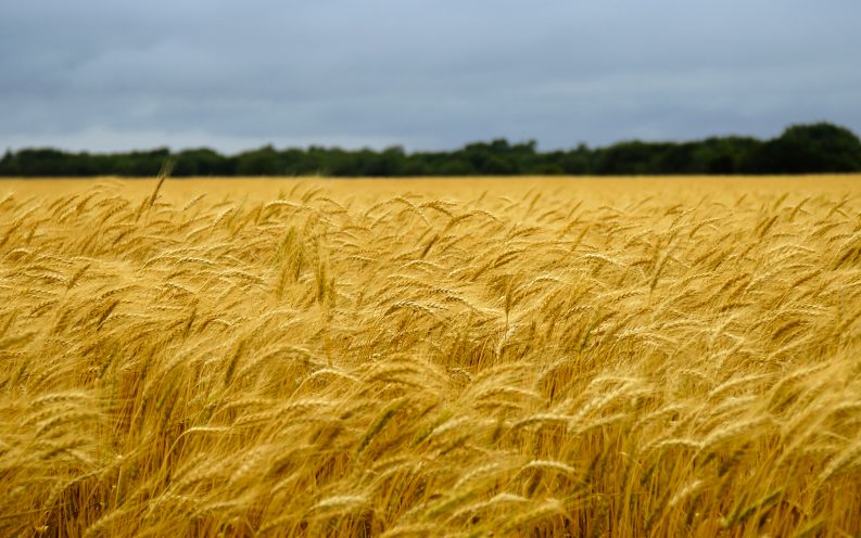 Kansas wheat field Kansas wheat field