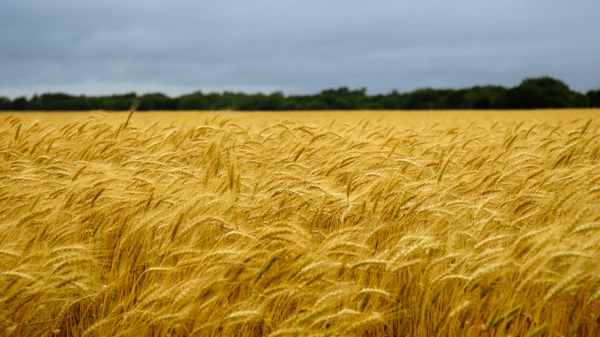 Kansas wheat field Kansas wheat field