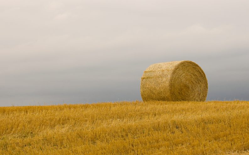 North Dakota wheat fields North Dakota wheat fields