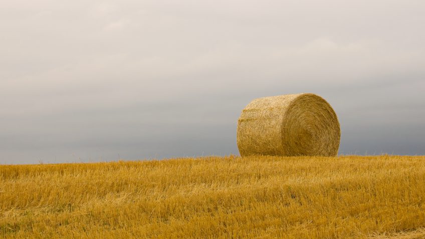 North Dakota wheat fields North Dakota wheat fields