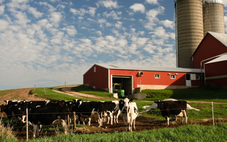 Wisconsin cows farmland barn Wisconsin cows farmland barn