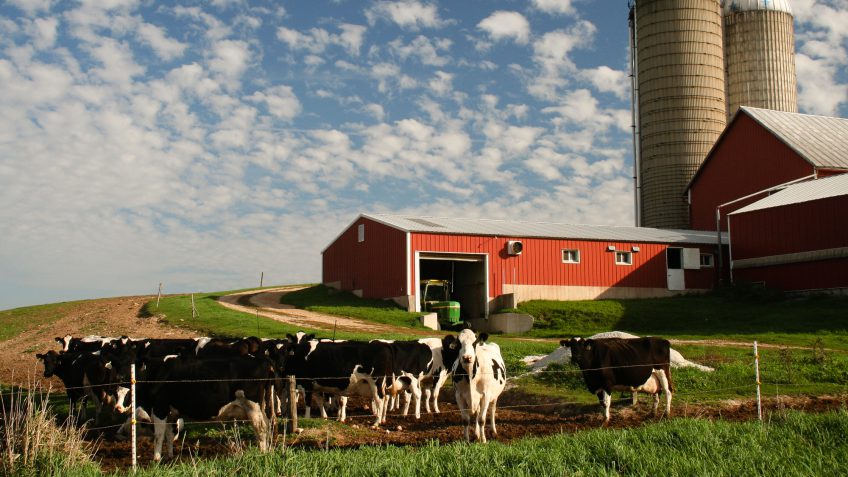 Wisconsin cows farmland barn Wisconsin cows farmland barn