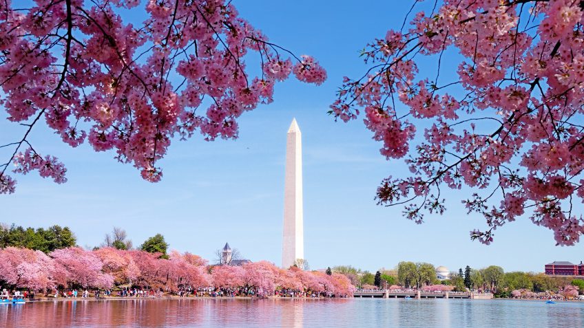 Washington District of Columbia tower cherry blossom Washington District of Columbia tower cherry blossom