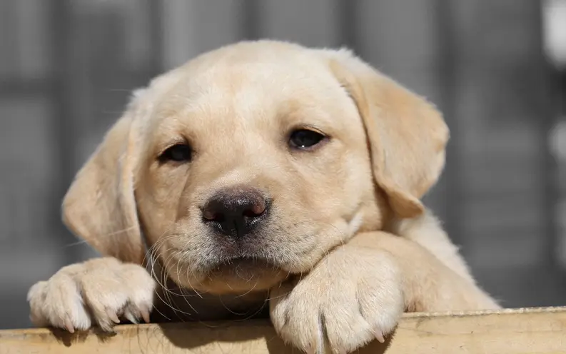 rent a puppy