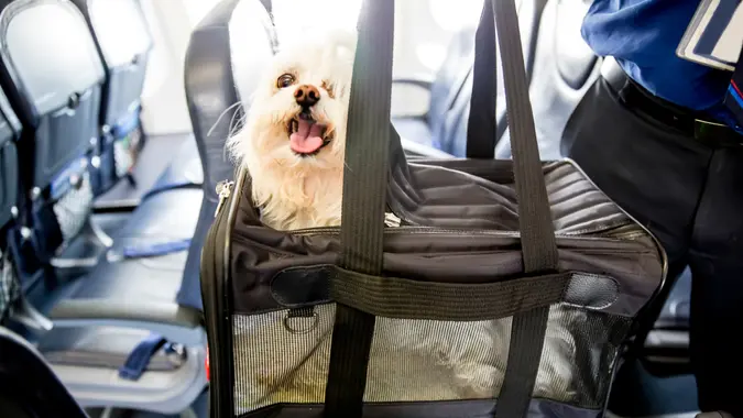 Small dog is sticking his head out of a pet carrier as he boards an airplane.