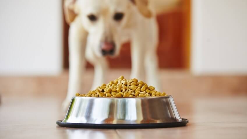 11963, Dog, Horizontal, Other Keywords, Products, dog food, lifestyle