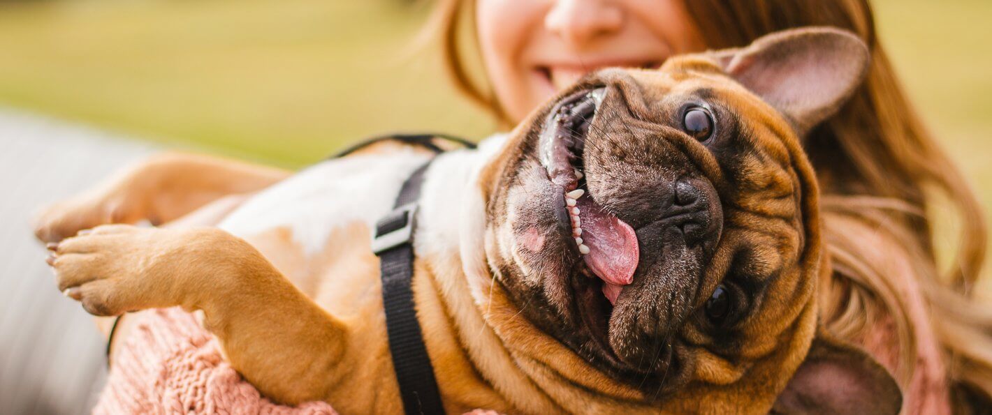 6 Tax Breaks for Pet Owners 6 Tax Breaks for Pet Owners