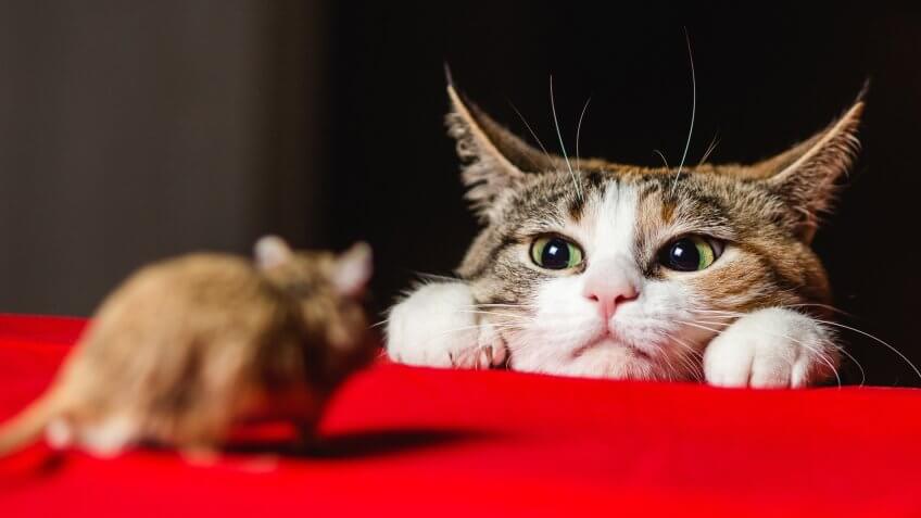 Cats Used for Pest Control