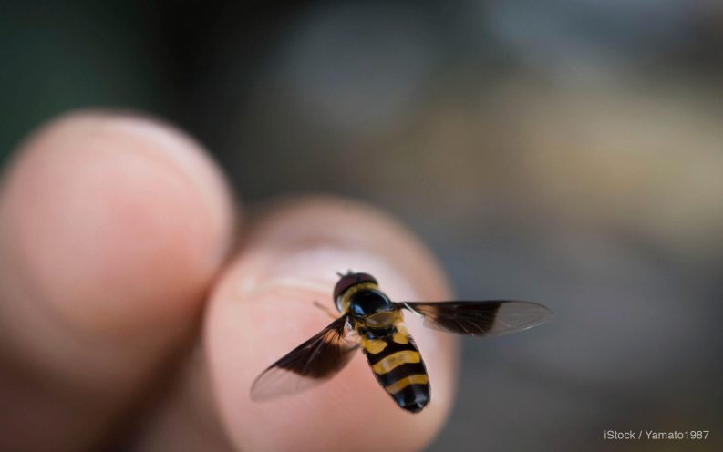 Odds of bee sting Odds of bee sting