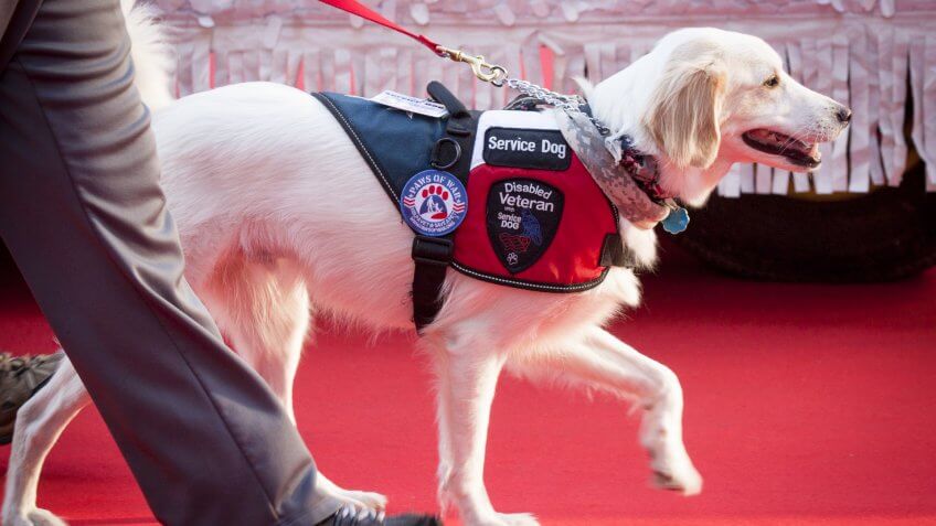 Guide Dogs and Service Animals