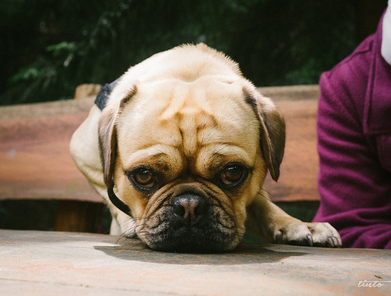 6 Tax Breaks for Pet Owners 6 Tax Breaks for Pet Owners