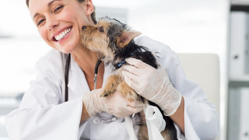 Shelter Pets Are Spayed or Neutered and Vaccinated