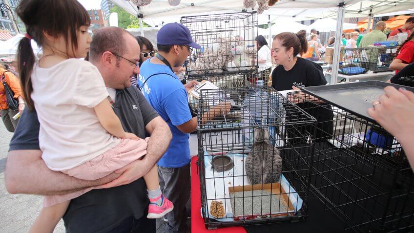 Pet Adoption Hurts Puppy and Kitten Mills