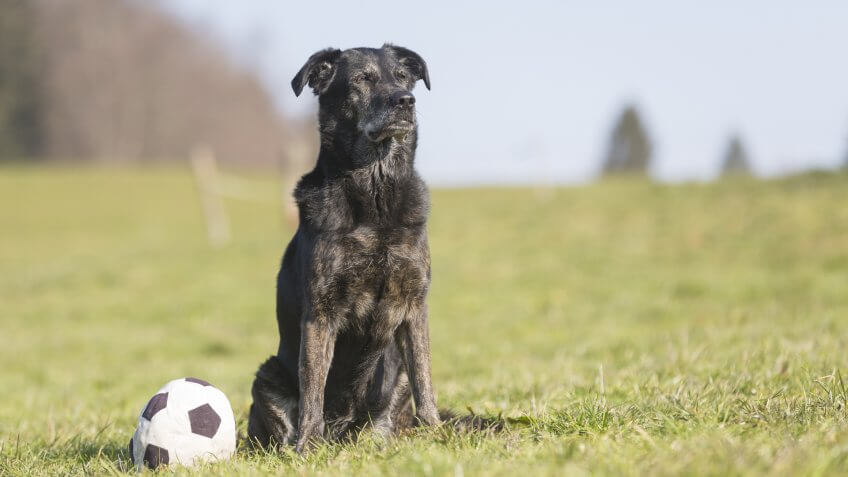 Older Shelter Pets Might Be Trained