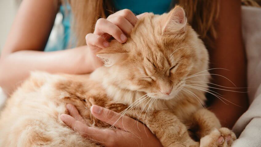 Pet Adoption Saves Animal Lives