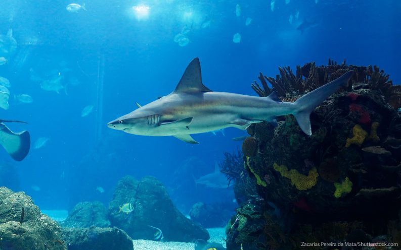 Shark Tank businesses Shark Tank businesses