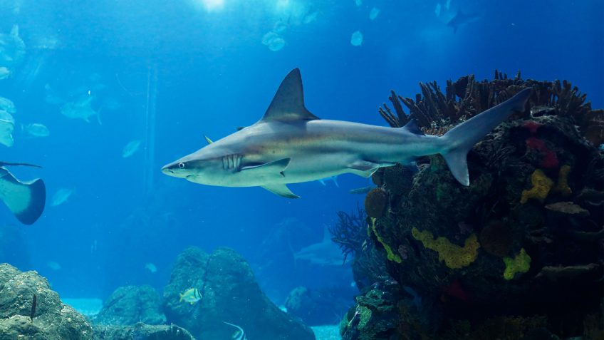Shark Tank businesses Shark Tank businesses