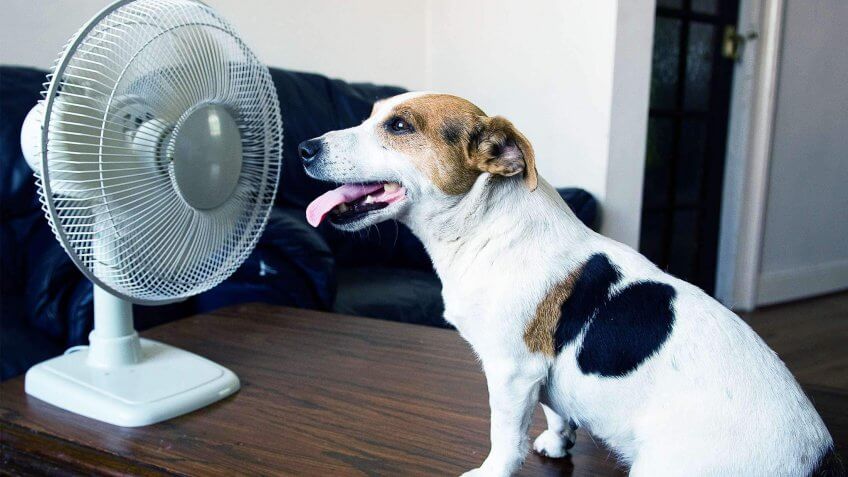 Dog sitting in front of a small fan