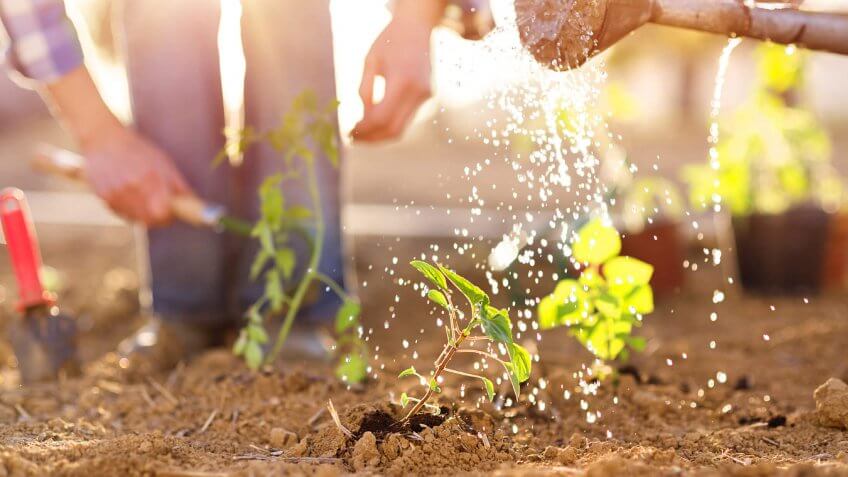 Grow a Garden