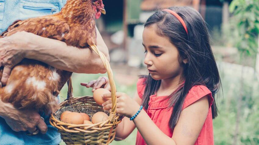 Raise Chickens
