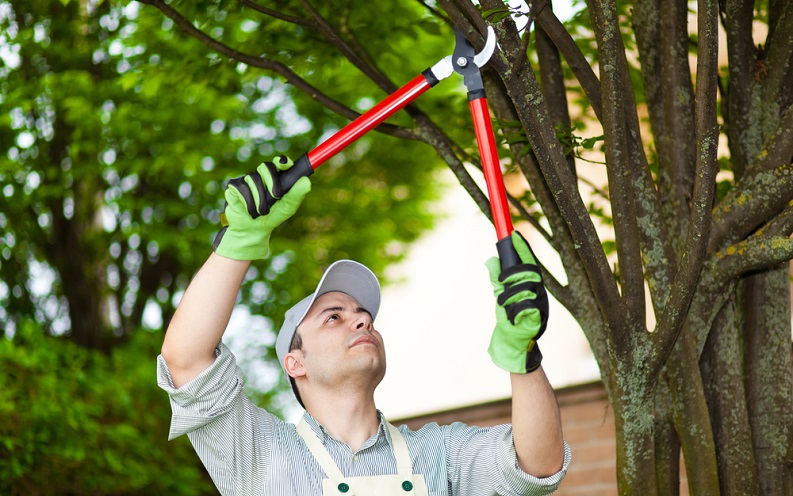 how_to_trim_trees.jpg