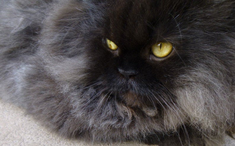 colonel meow