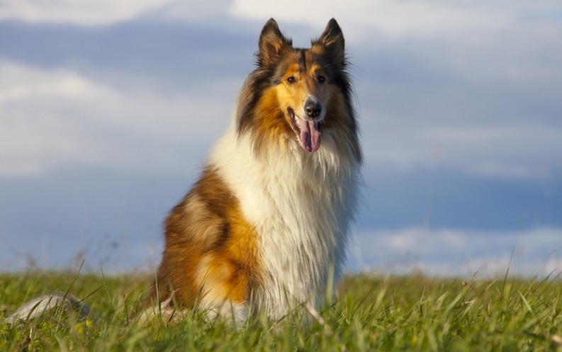 lassie