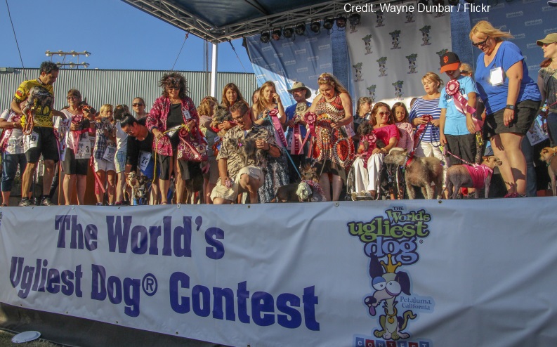 world's ugliest dog
