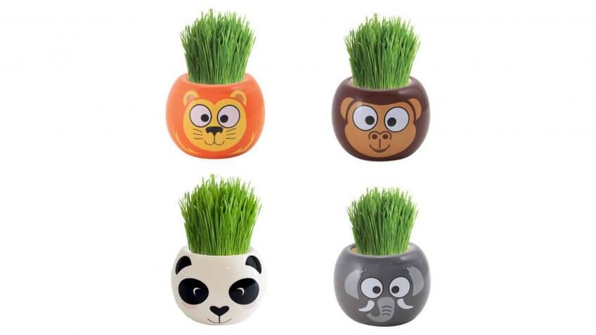 Buzzy Grow Kits Jungle Animals