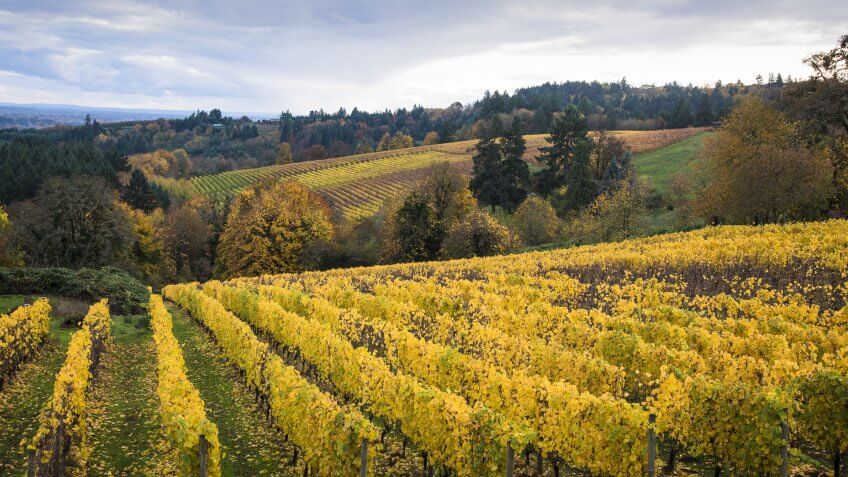 Willamette-Valley-wine