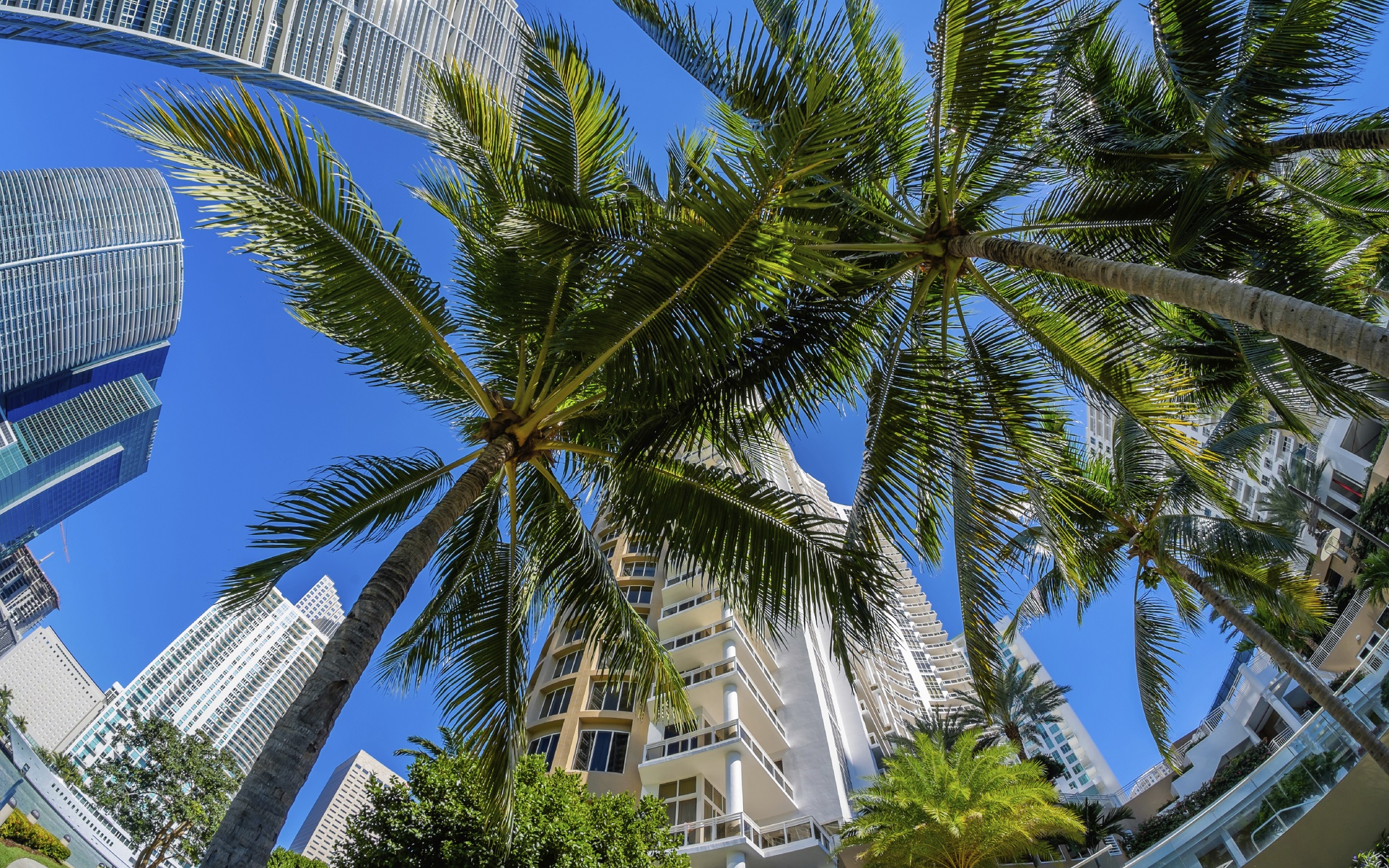 Miami Dade College
