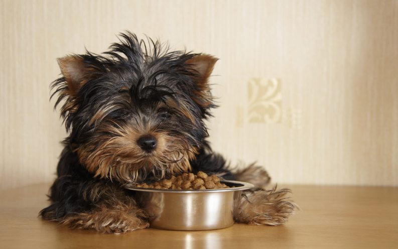 Amazon dog food Amazon dog food