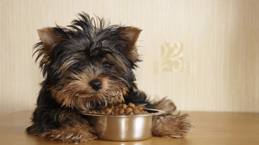 Amazon dog food Amazon dog food