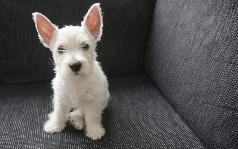 pet tax deduction pet tax deduction