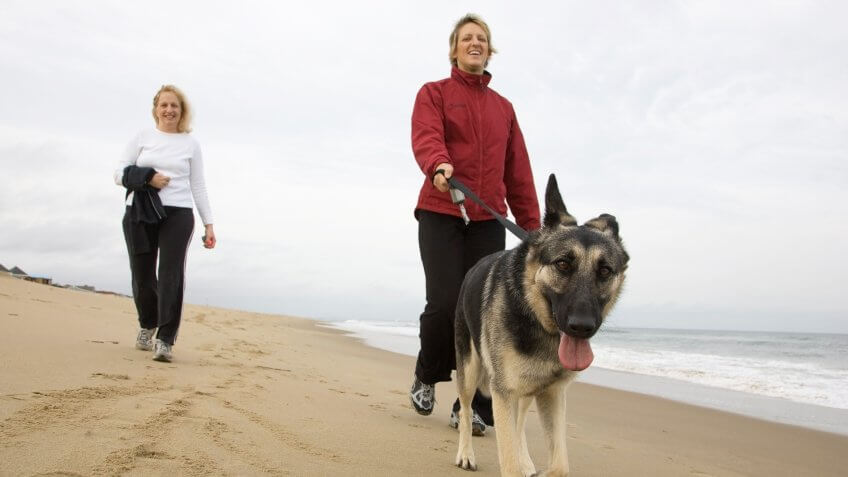 A cute young German Shepherd takes her owners for a walk down the beach on a mild winter day in Virginia Beach.