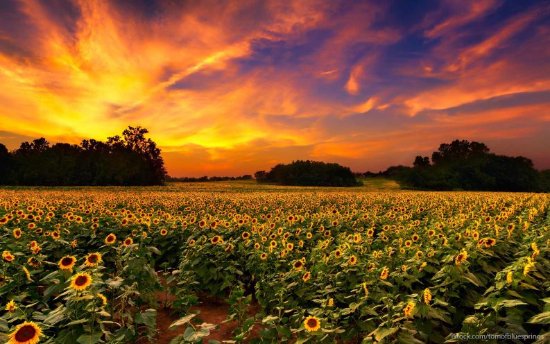 Kansas Kansas