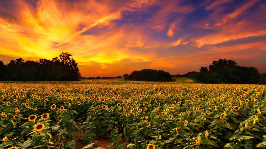 Kansas