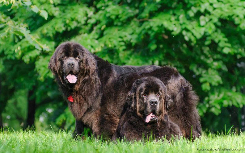 The 30 most expensive dog breeds to own — VIDEO | Business