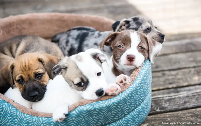 dog bed