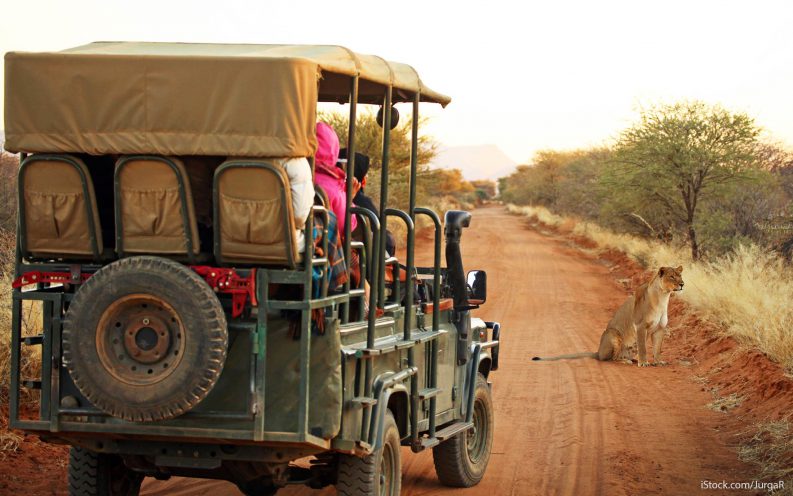 safari safari