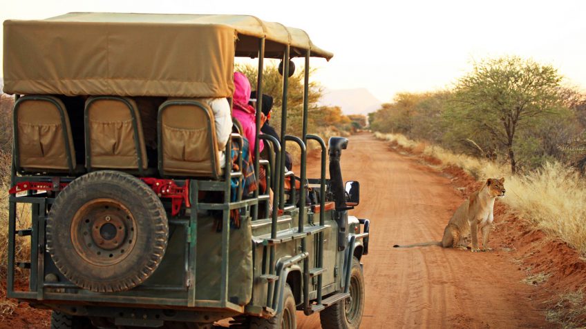 safari safari