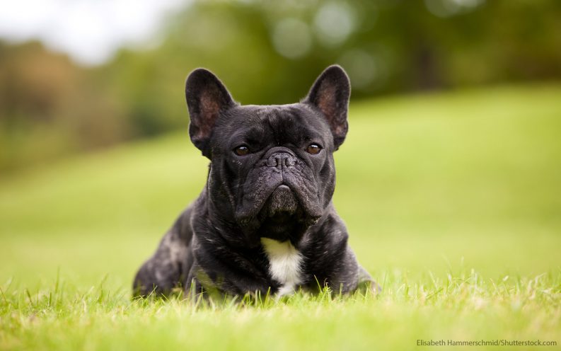 The 30 most expensive dog breeds to own — VIDEO | Business