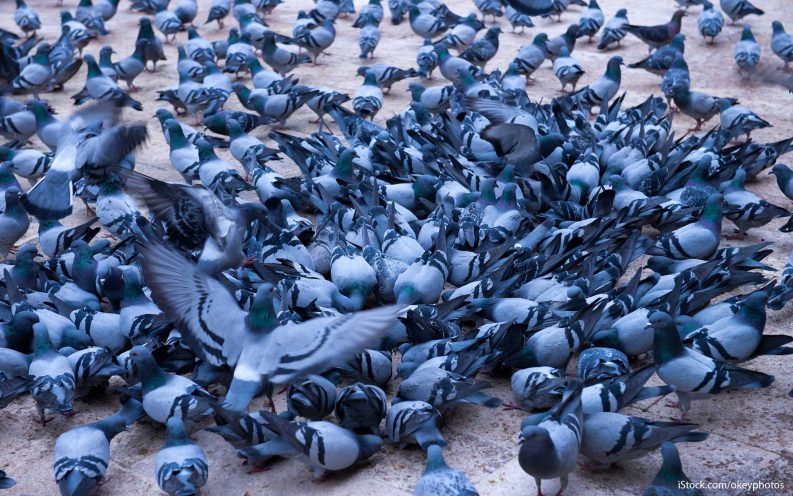pigeon racing pigeon racing