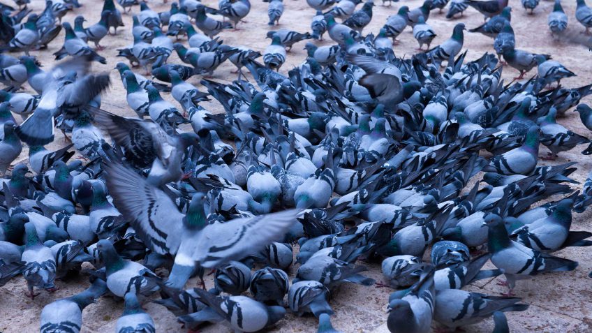 pigeon racing pigeon racing